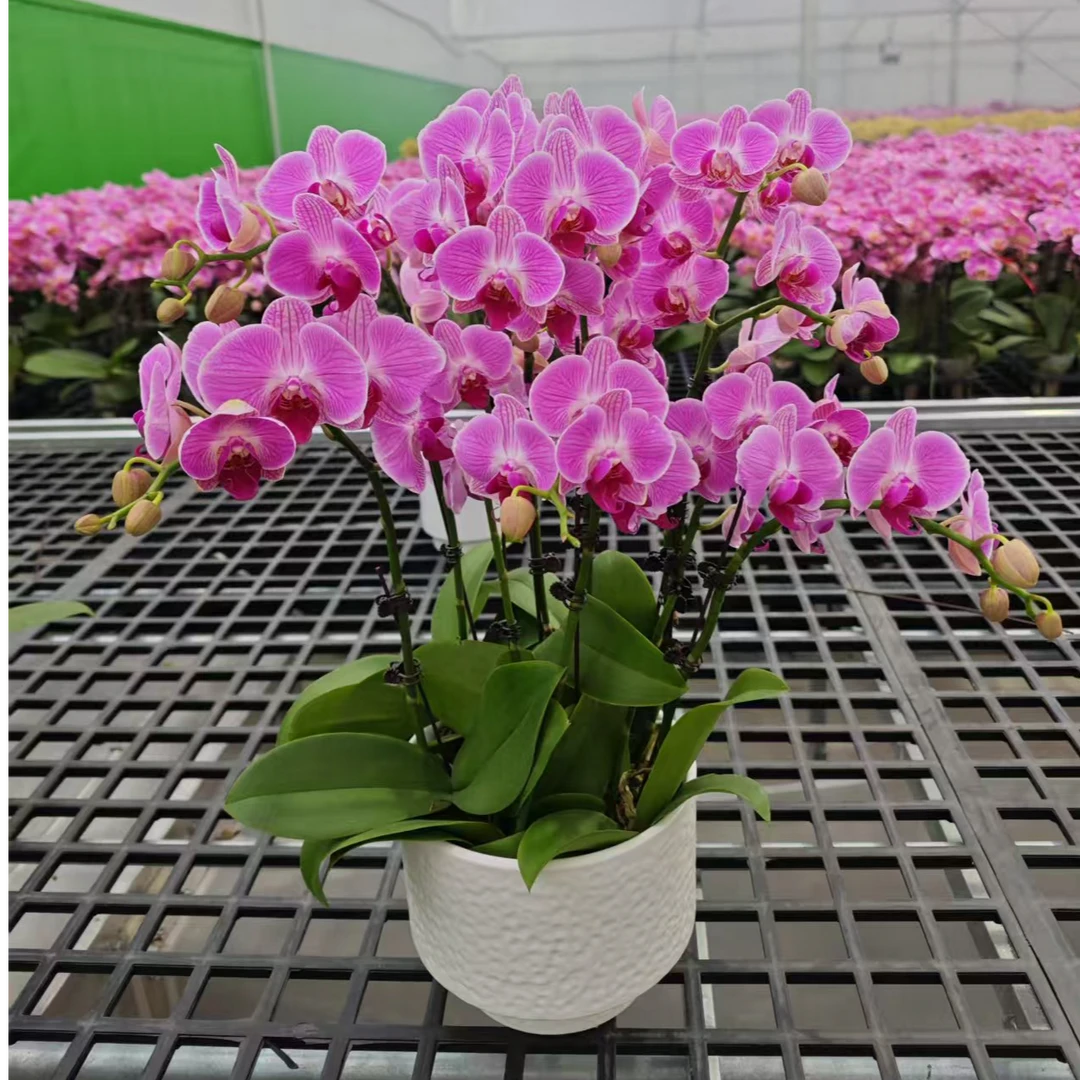 【安妮】精品蝴蝶兰 粉色花型 室内精品观赏 真花