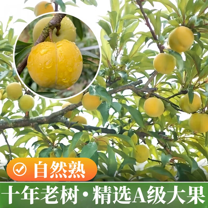 贵州镇宁六马蜂糖李新鲜现摘现发脆甜多汁脱骨时令水果【顺丰包邮】