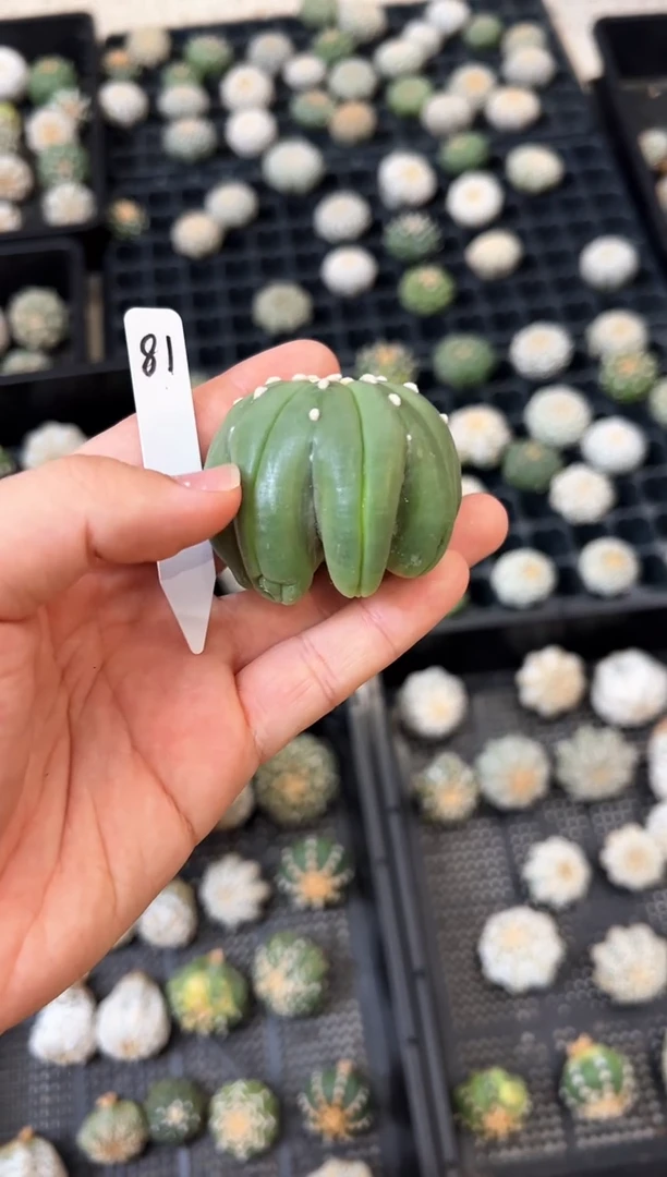 不含盆土实生编码81