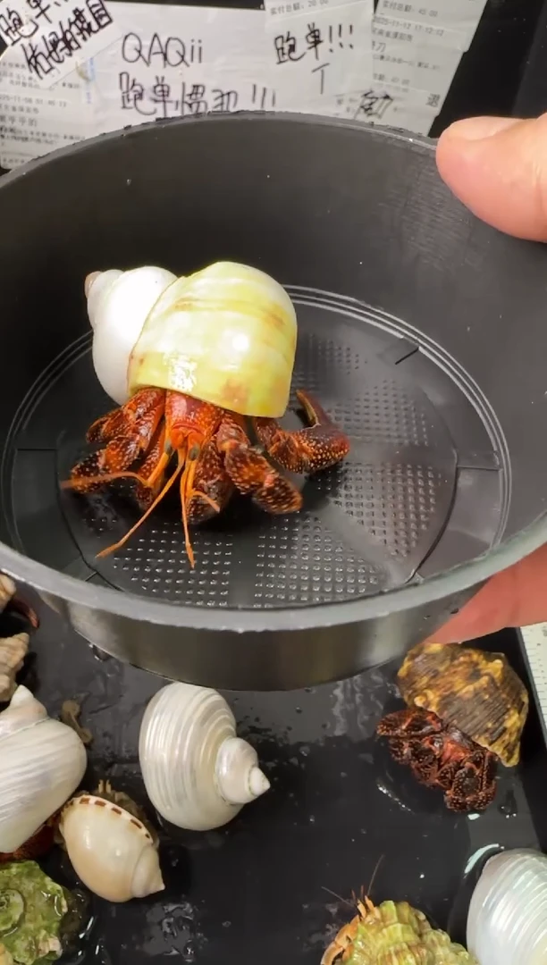 2.3口黑莓一只，不包全品