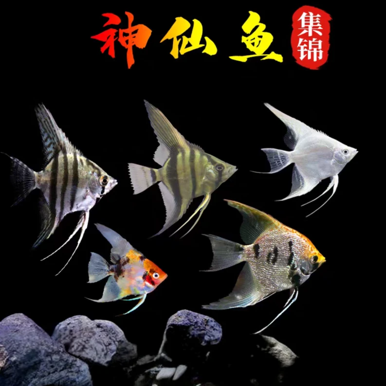 混装小燕鱼  观赏燕鱼