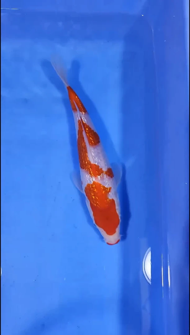 锦鲤【251123-22】 银鳞红白 24公分 不详 盛和 寄养半年