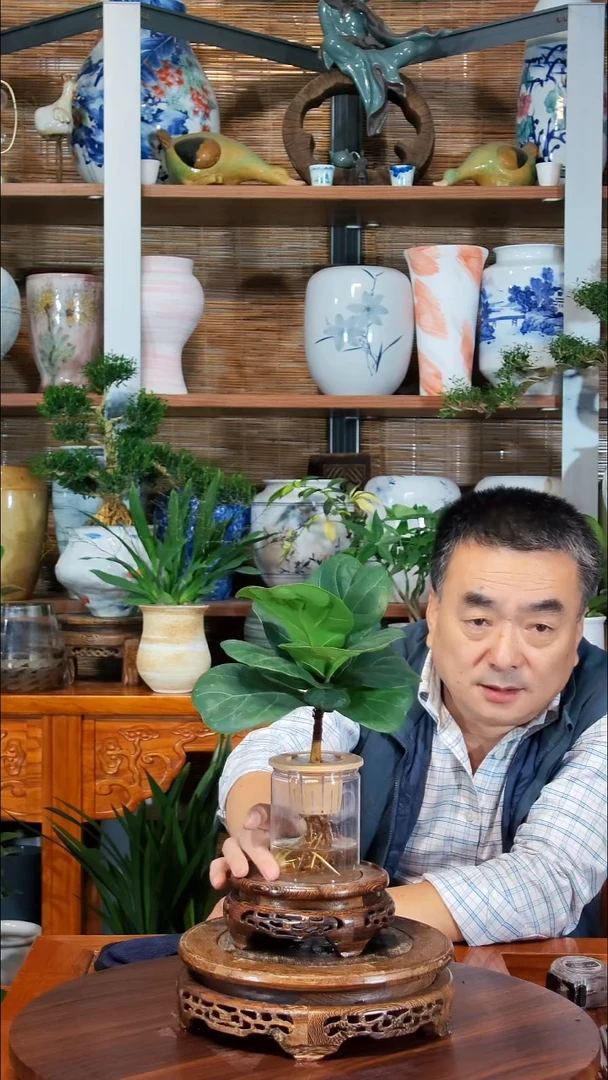 无花朵静**花 水之韵水培植物   琴叶榕