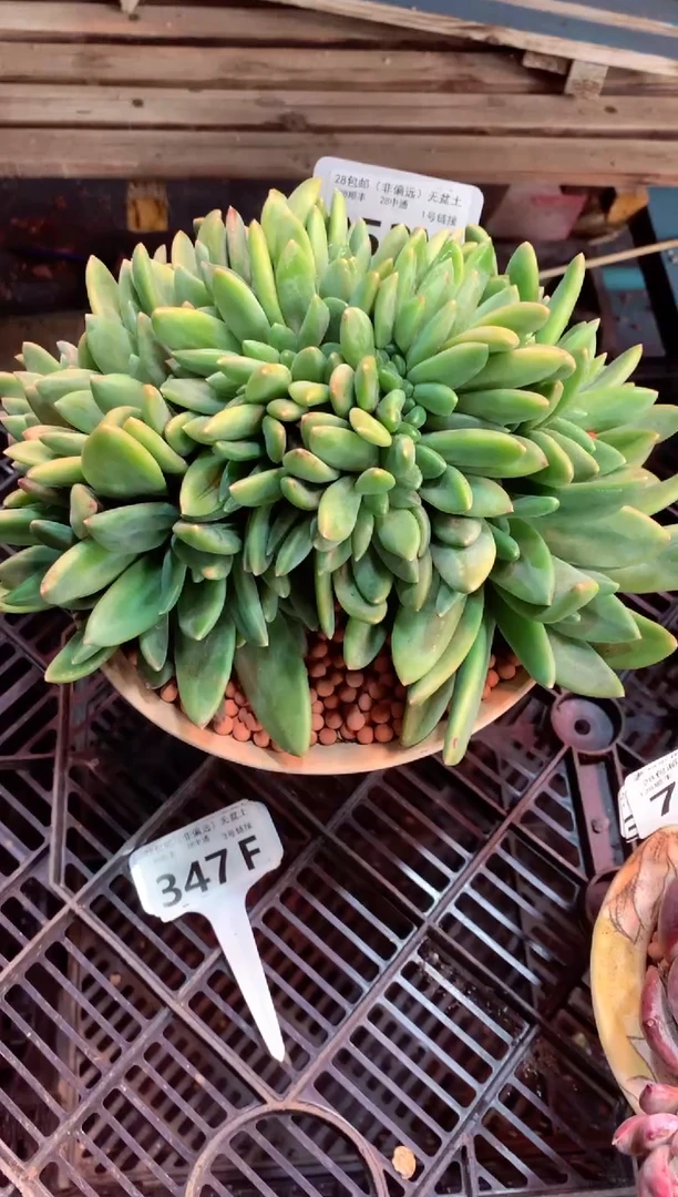 d****m053M（一物一拍，精品多肉，所见即所得 ）