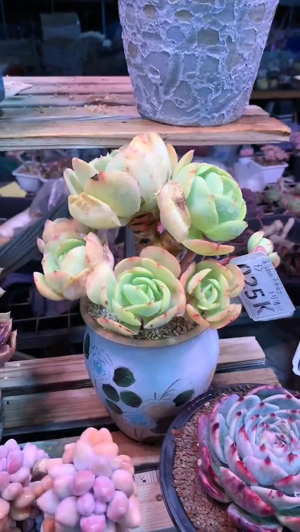 【闪购商品】025KKK