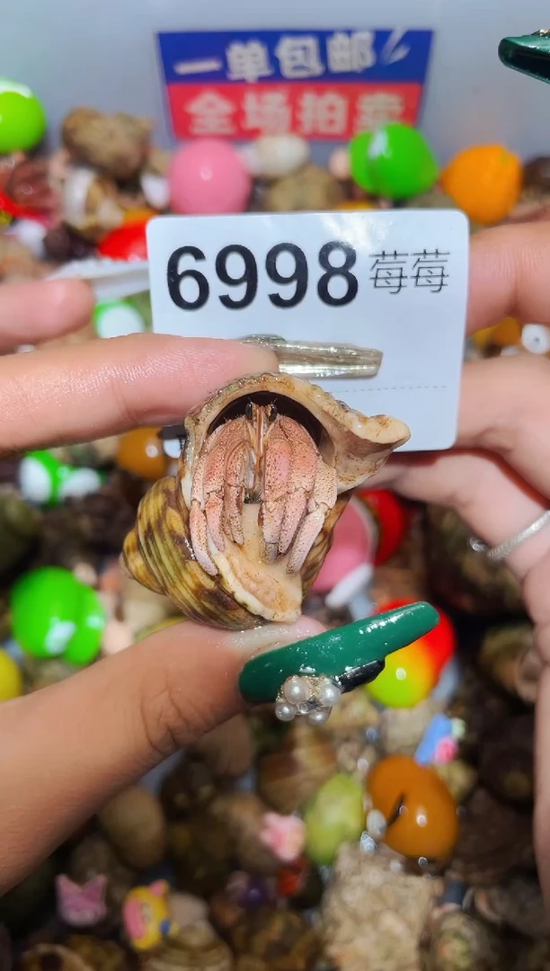 陌派甄选寄居蟹6998