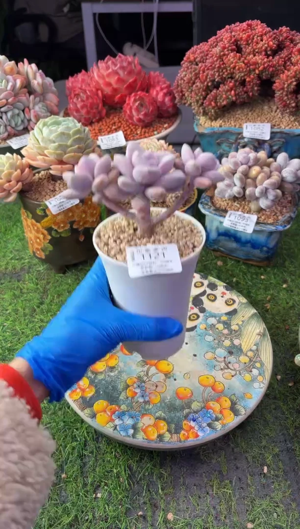 昆明印象多肉1121