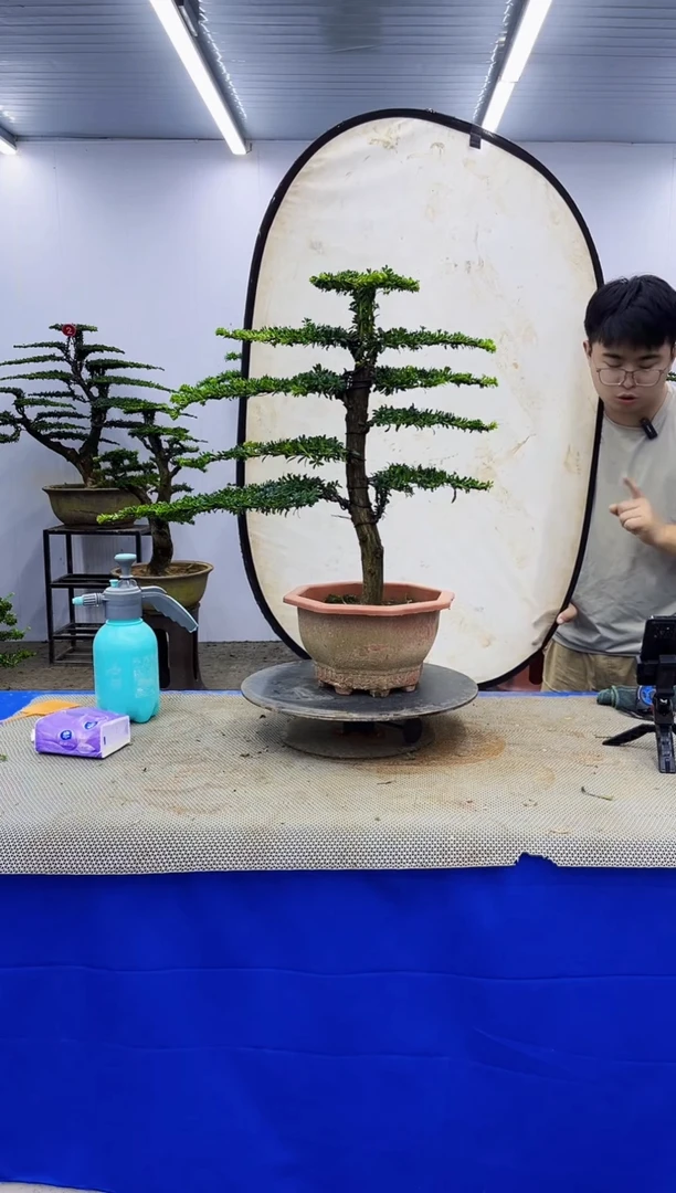 无花朵一物一拍，所见即所得