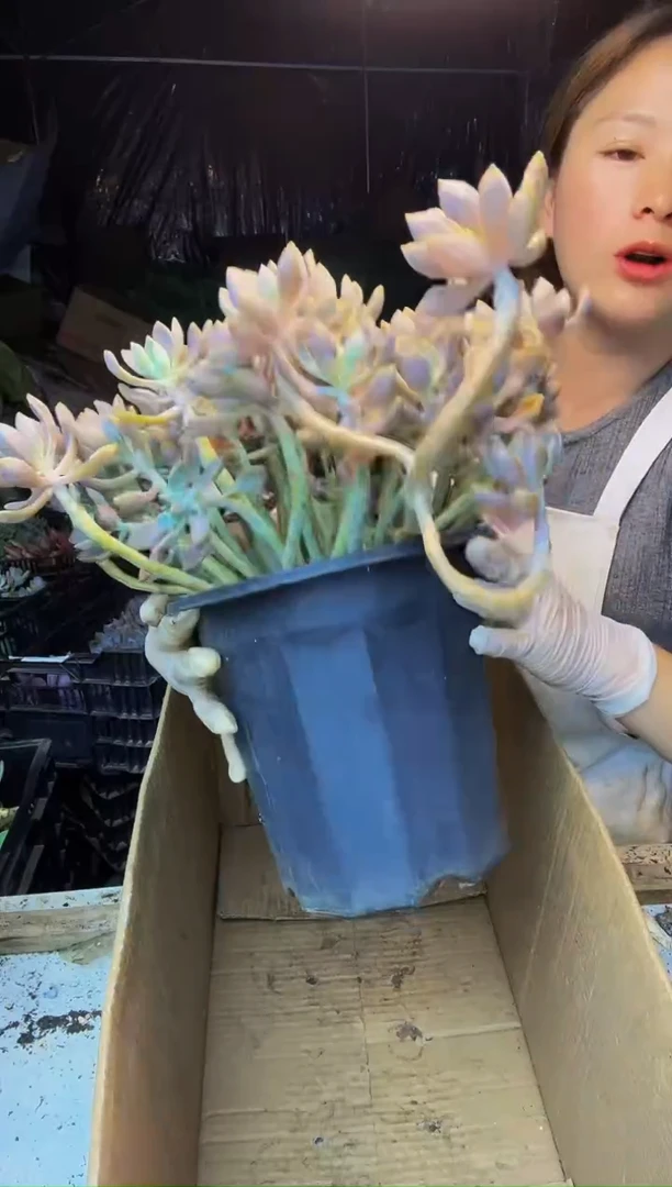 7号一物一拍 默认微瑕不售后