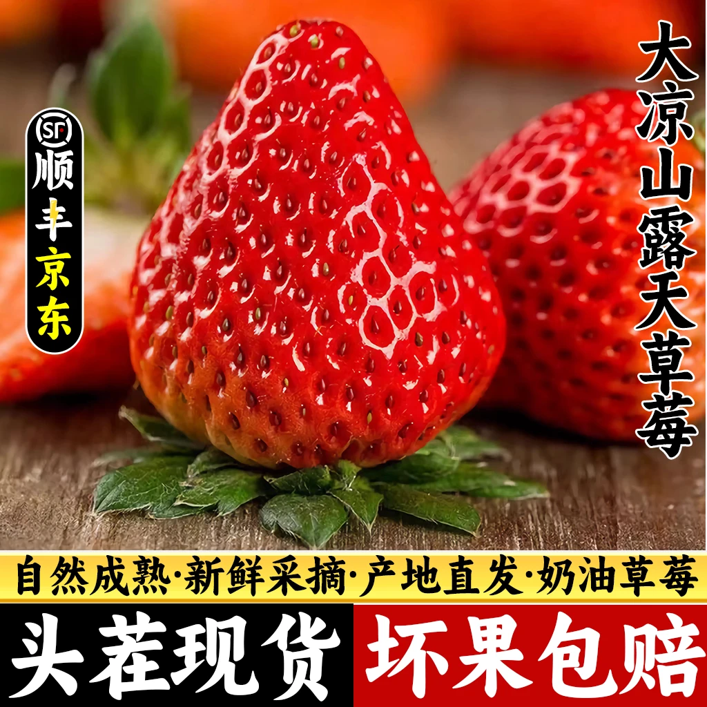 【顺丰/京东】四川大凉山露天奶油草莓礼盒装非丹东99草莓
