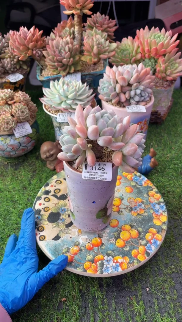 昆明印象多肉3146