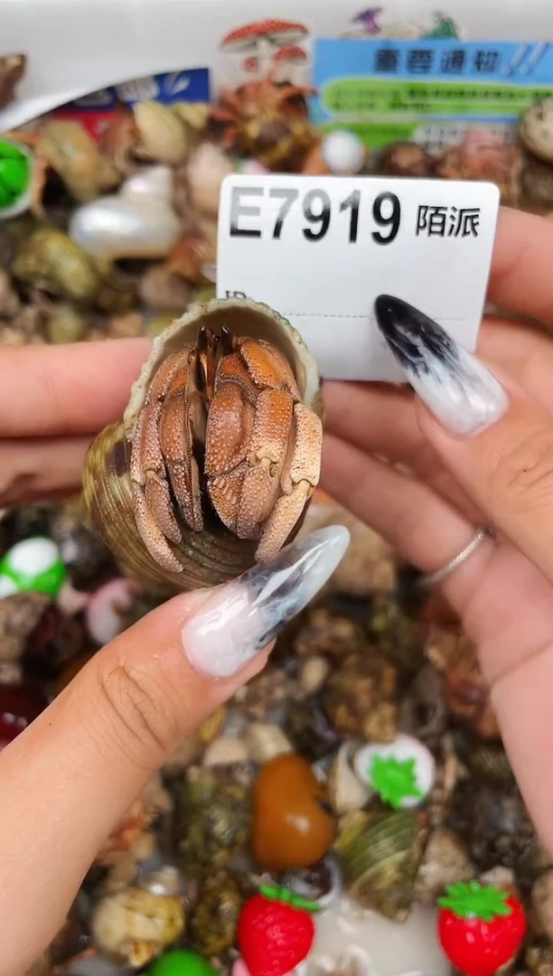 陌派甄选寄居蟹7919