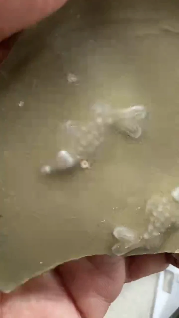 瓷片龙泉青瓷鱼底瓷片学习标本