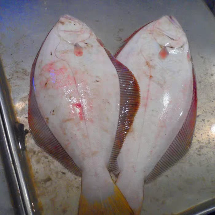 新鲜牙片鱼特大比目鱼碟鱼牙鲆鱼超大野生鲜活冷冻偏口鱼海鲜水产