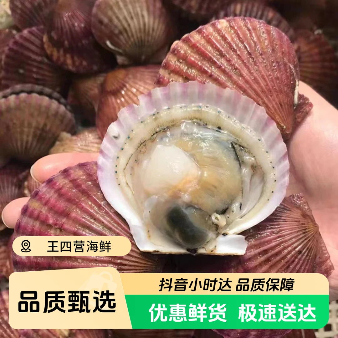 （鲜活）小红贝扇贝