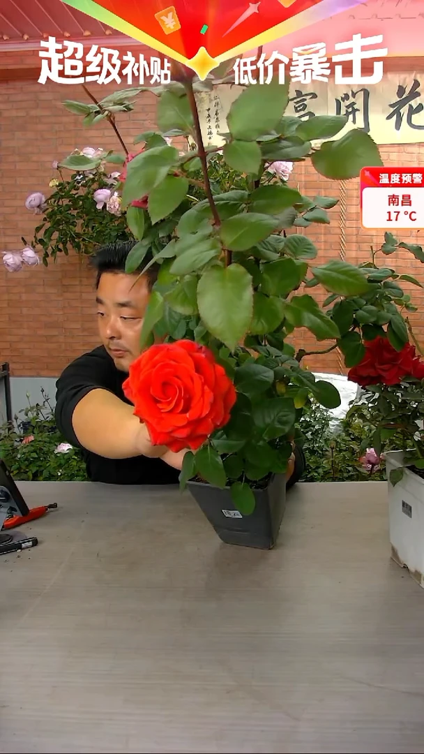 当前无花朵，栽培后可花朵绯云