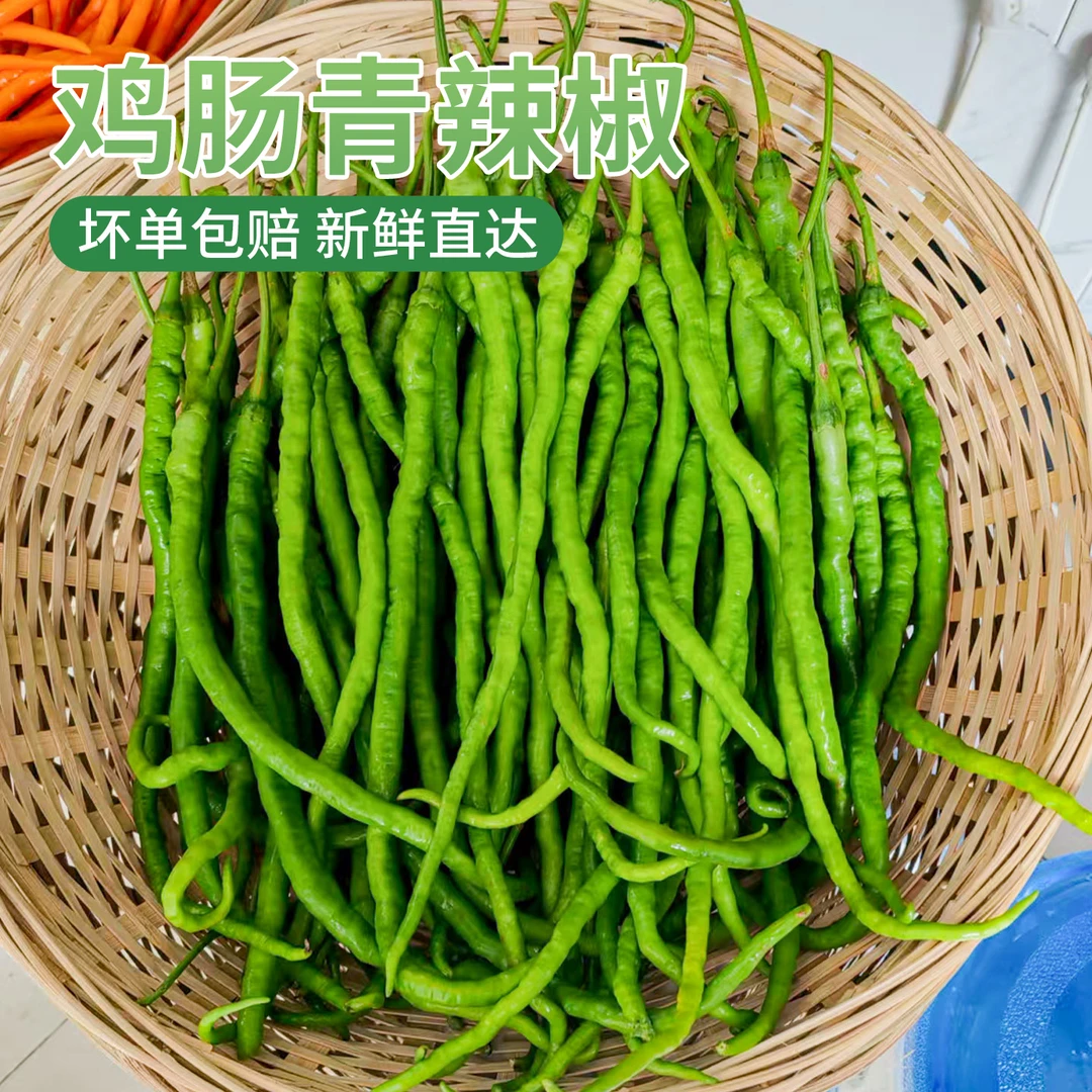鸡肠青辣椒新鲜线椒薄皮皱皮鸡肠子青线椒酒店饭店鸡肠子辣椒