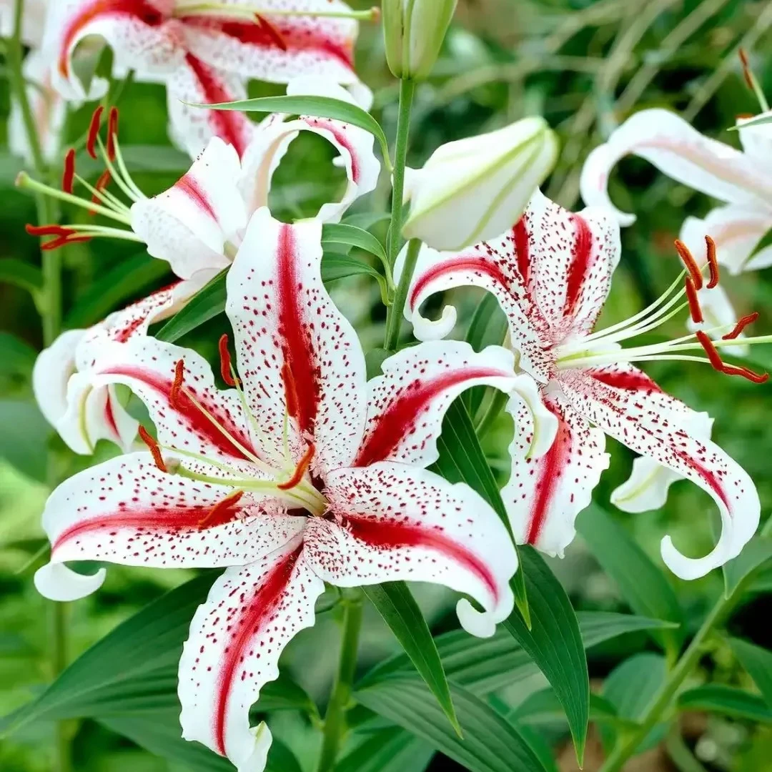【大聪明卖花】眩晕香水百合-任意两单鲜花升级快递-元旦福利