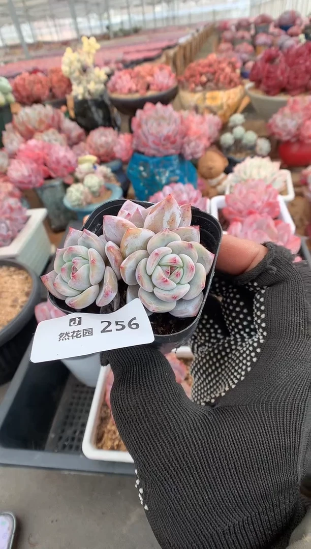 256星影多肉植物一物一拍