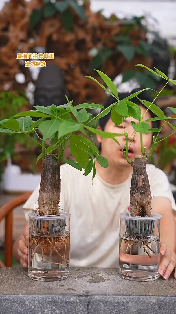 当前无花栽培后可以开花发财树294T