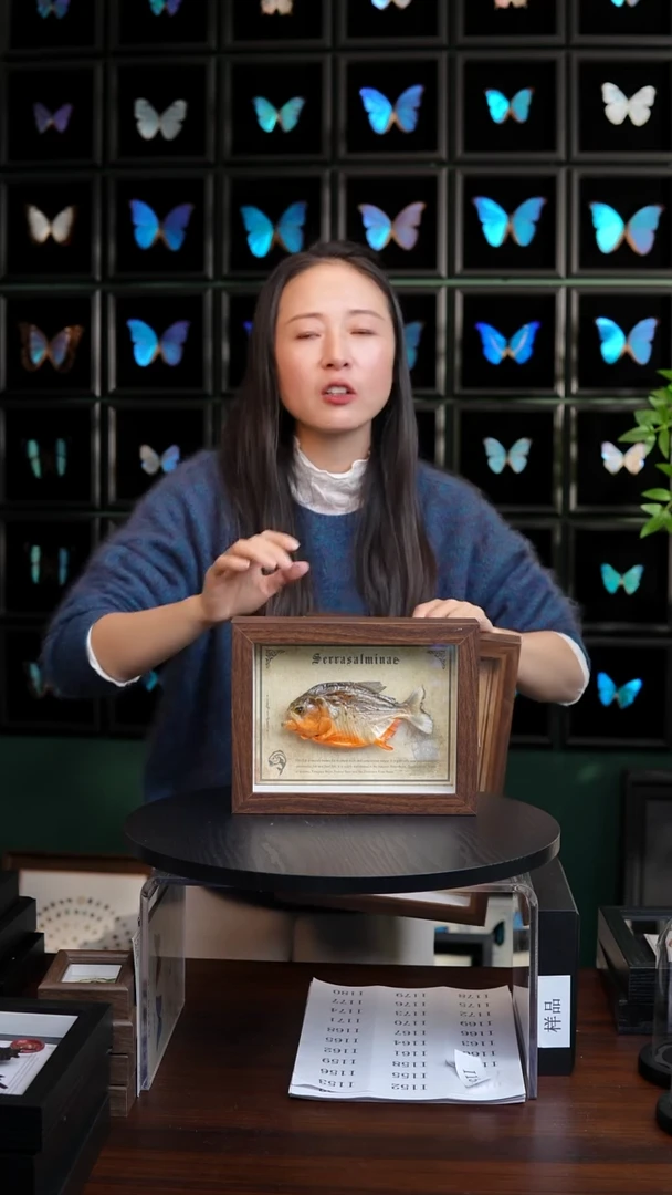 亚马逊小鱼干标本摆件