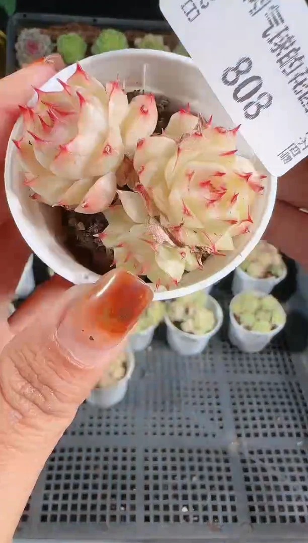 1122-808群生不包整