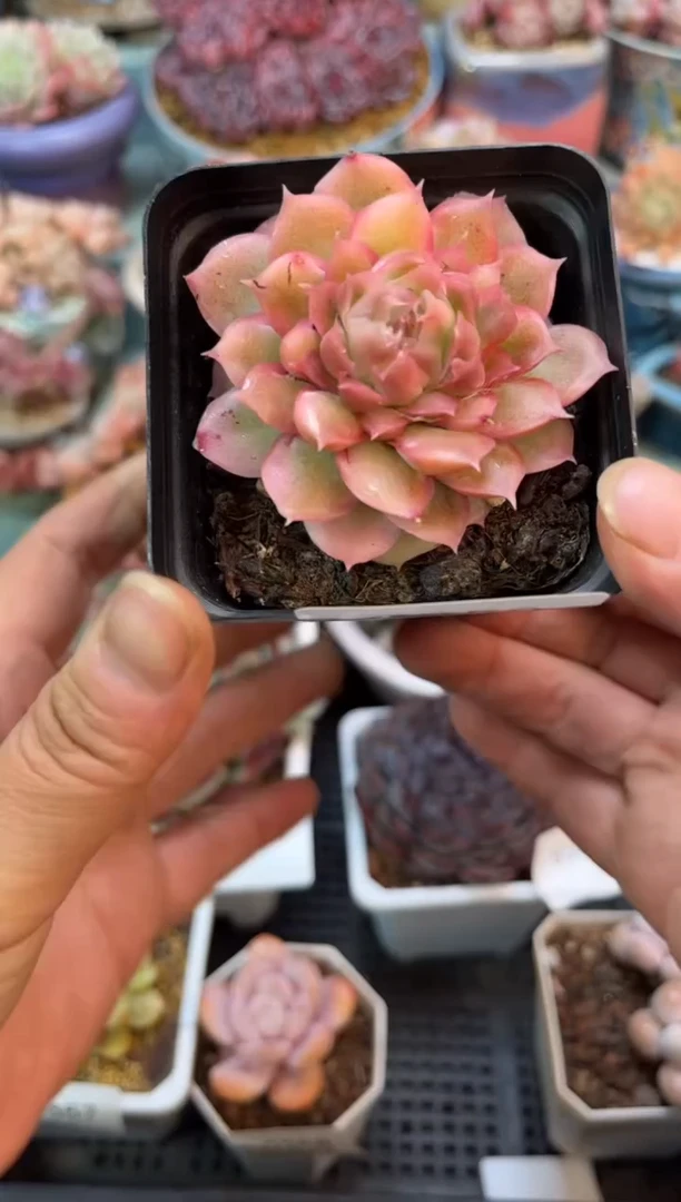 9359单头虾饺多肉