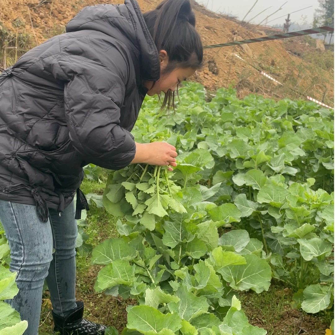 【油菜苔】恩施高山油菜苔 应季蔬菜