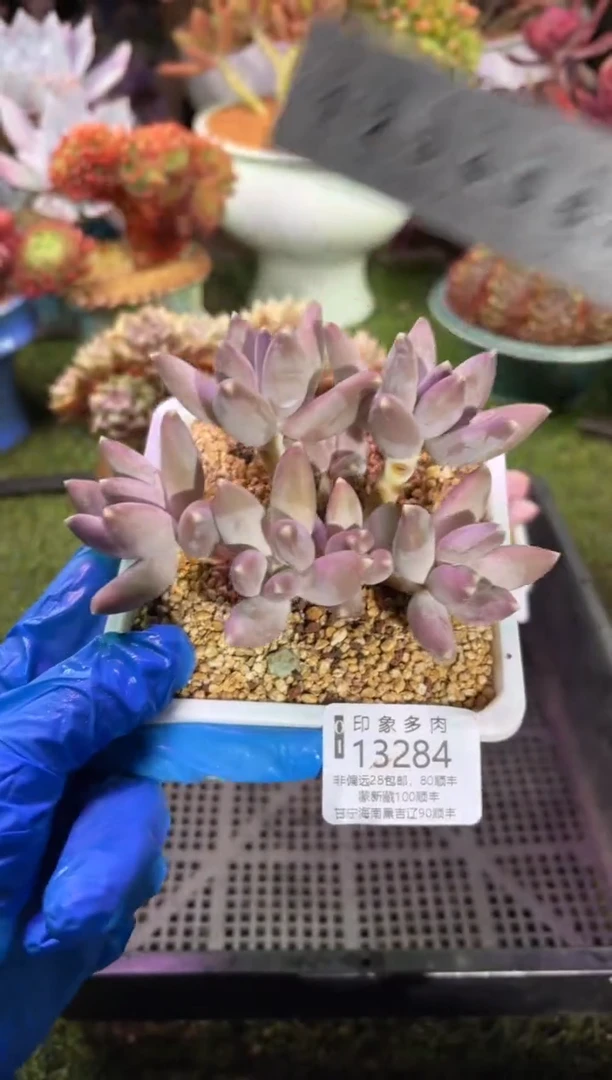 【闪购商品】13284