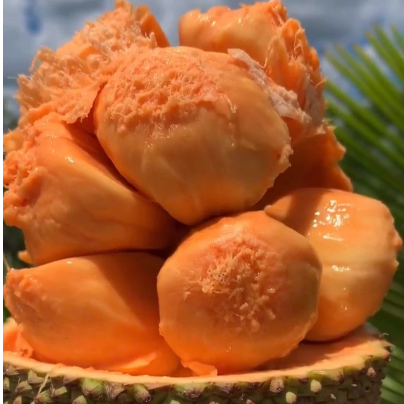 榴莲蜜嫁接苗 正宗品种榴莲蜜苗 带土带叶发货