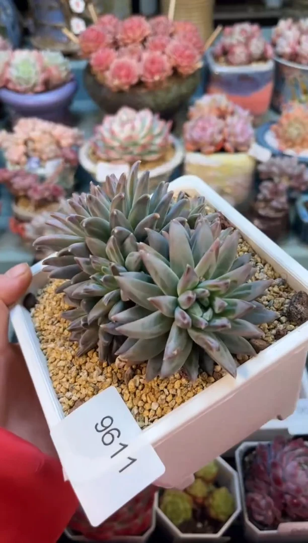 9611群生幻影美人多肉