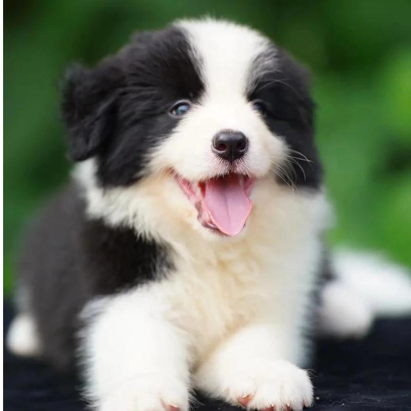 【黑牙】边牧黑白金色蓝等边牧小狗活体幼犬宠物