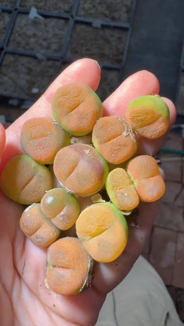 122多肉植物肉锥黄桃一颗