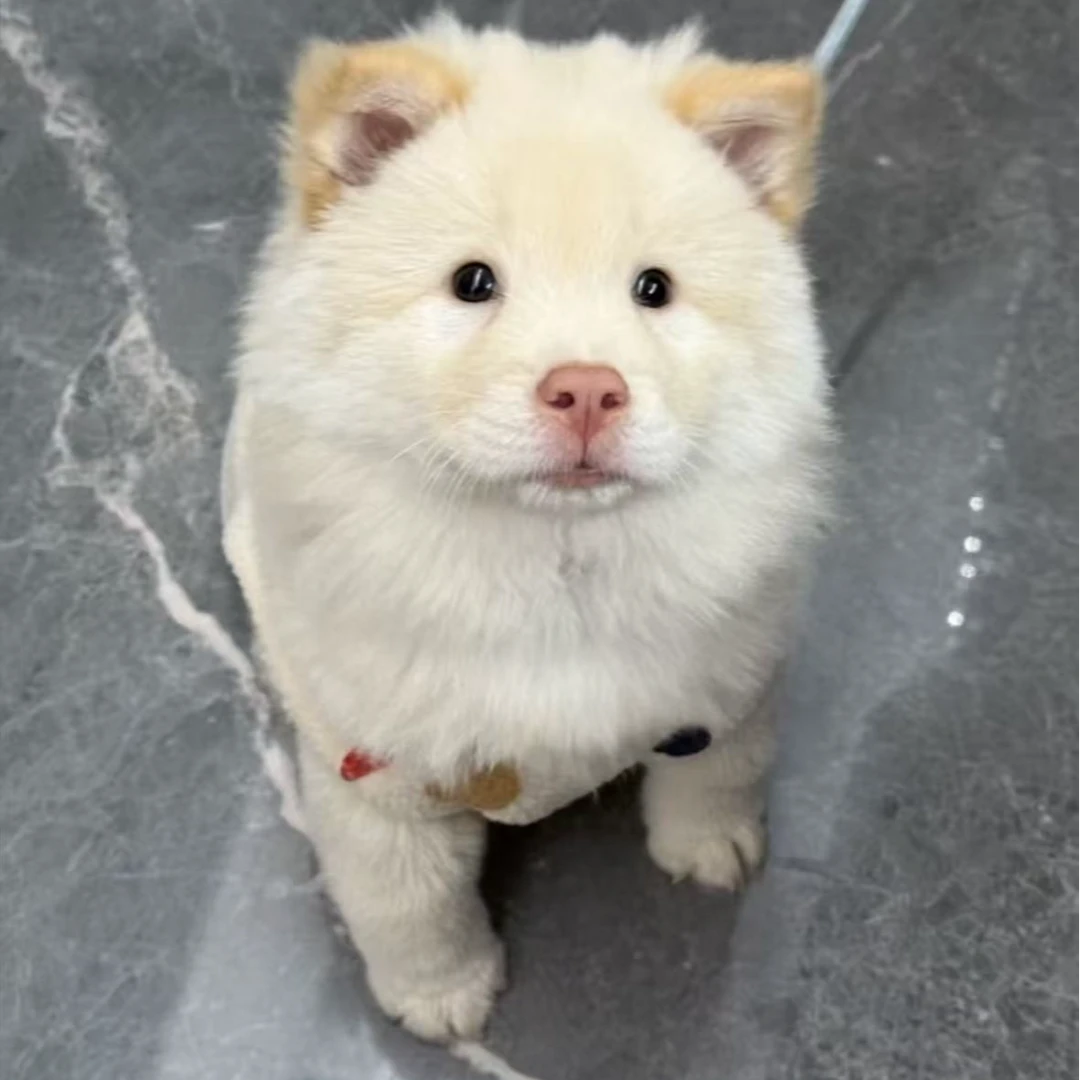 广东发货土松犬五红五黑白色黑色黄色山牛红