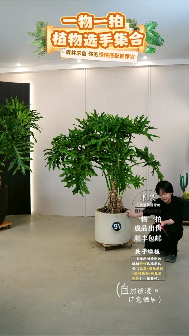 完全开放W*Y大老桩龙鳞春羽连盆种好栽好一整套送货上门