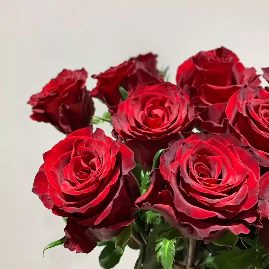 奈斯园艺 传奇 红色切花抗病直立花卉月季阳台庭院盆栽玫瑰树花苗