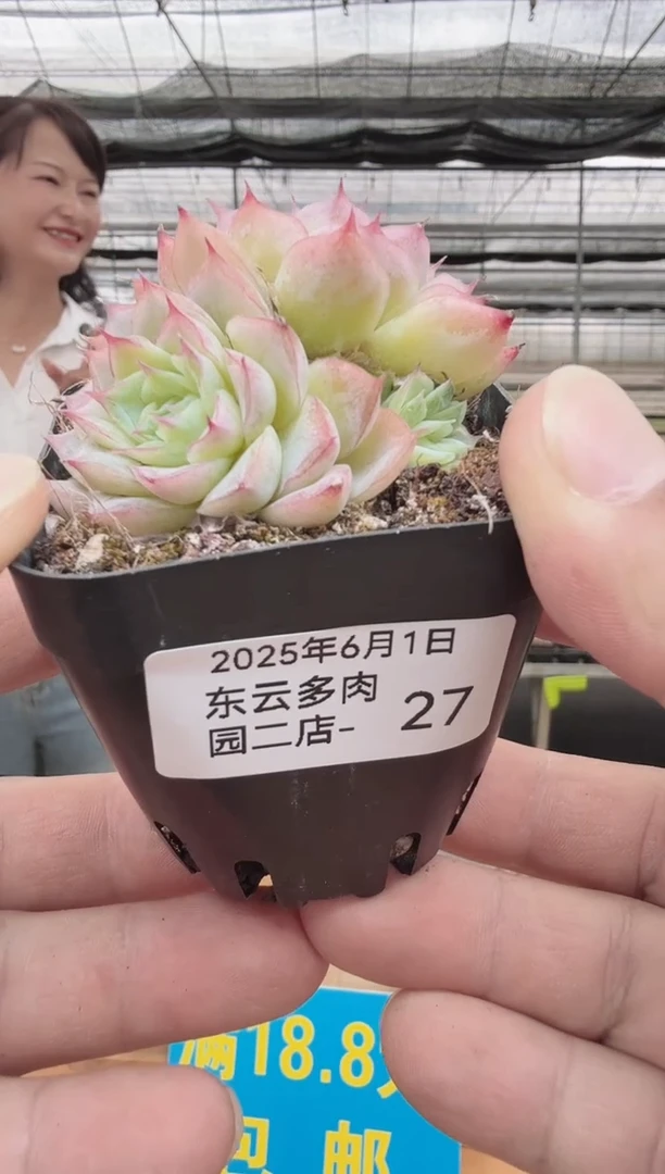 东云多肉园二店-27