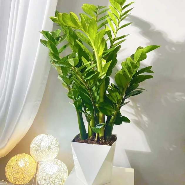 大型绿植金钱树盆栽室内植物花卉招财摇钱串子鲜活鲜花养植物摆件