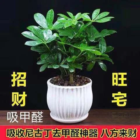 八方来财盆栽鸭脚木四季常青桌面花卉盆景发财树客厅旺宅水培玄关