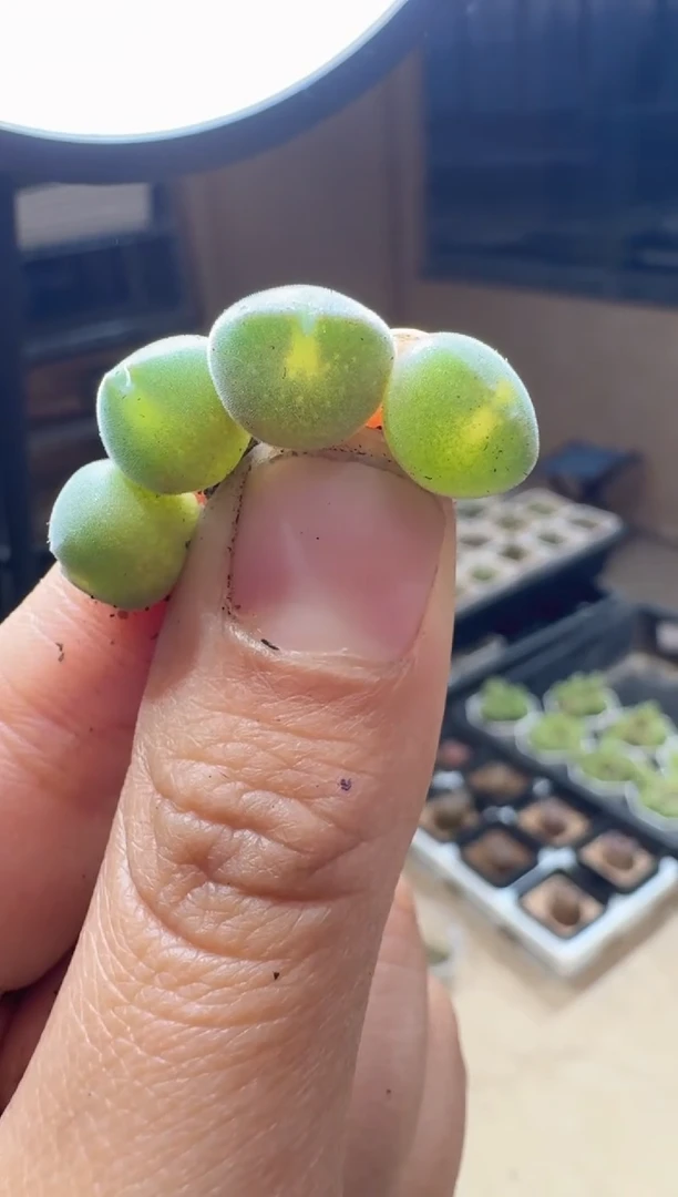 58多肉植物肉锥空蝉一颗