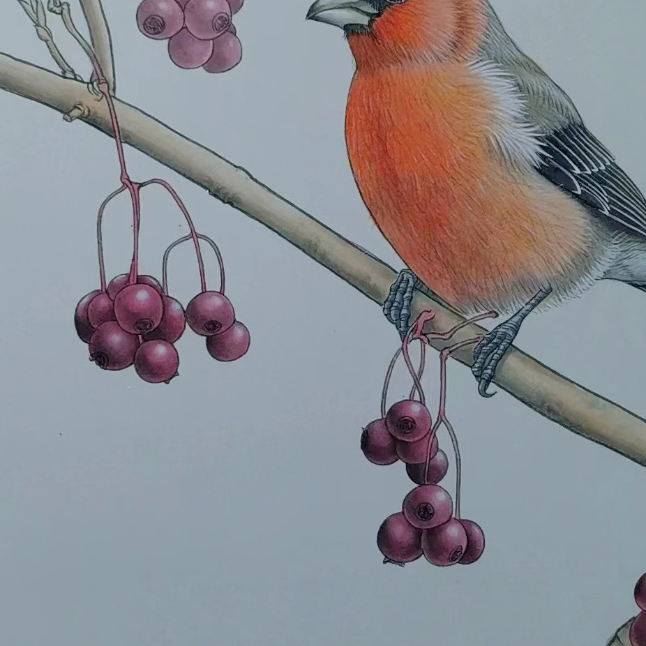 《红腹灰雀》共16讲 陈松岩原创工笔课程