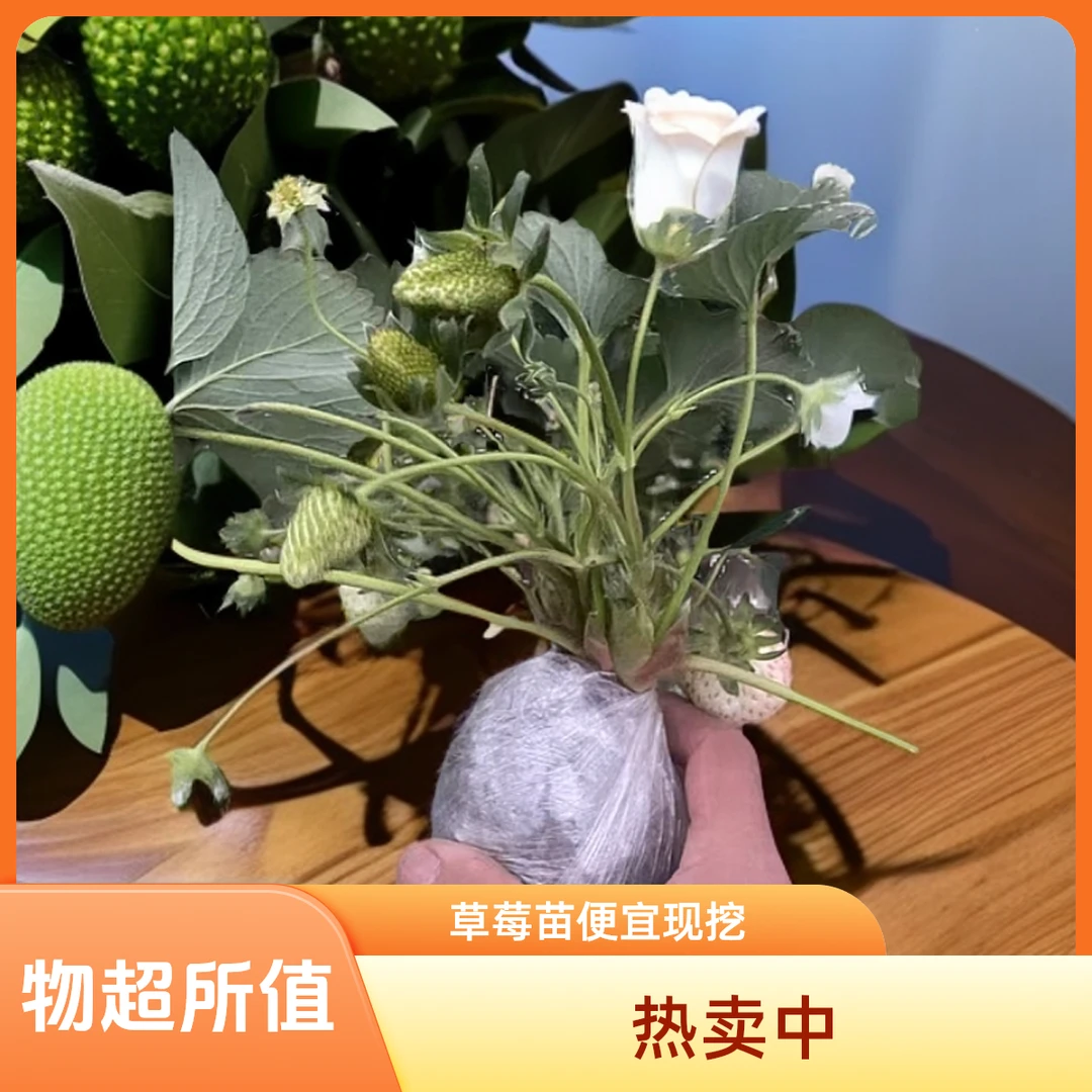 清棚特价土球带花带果现挖四季奶油草莓苗适合南北方阳台庭院种植