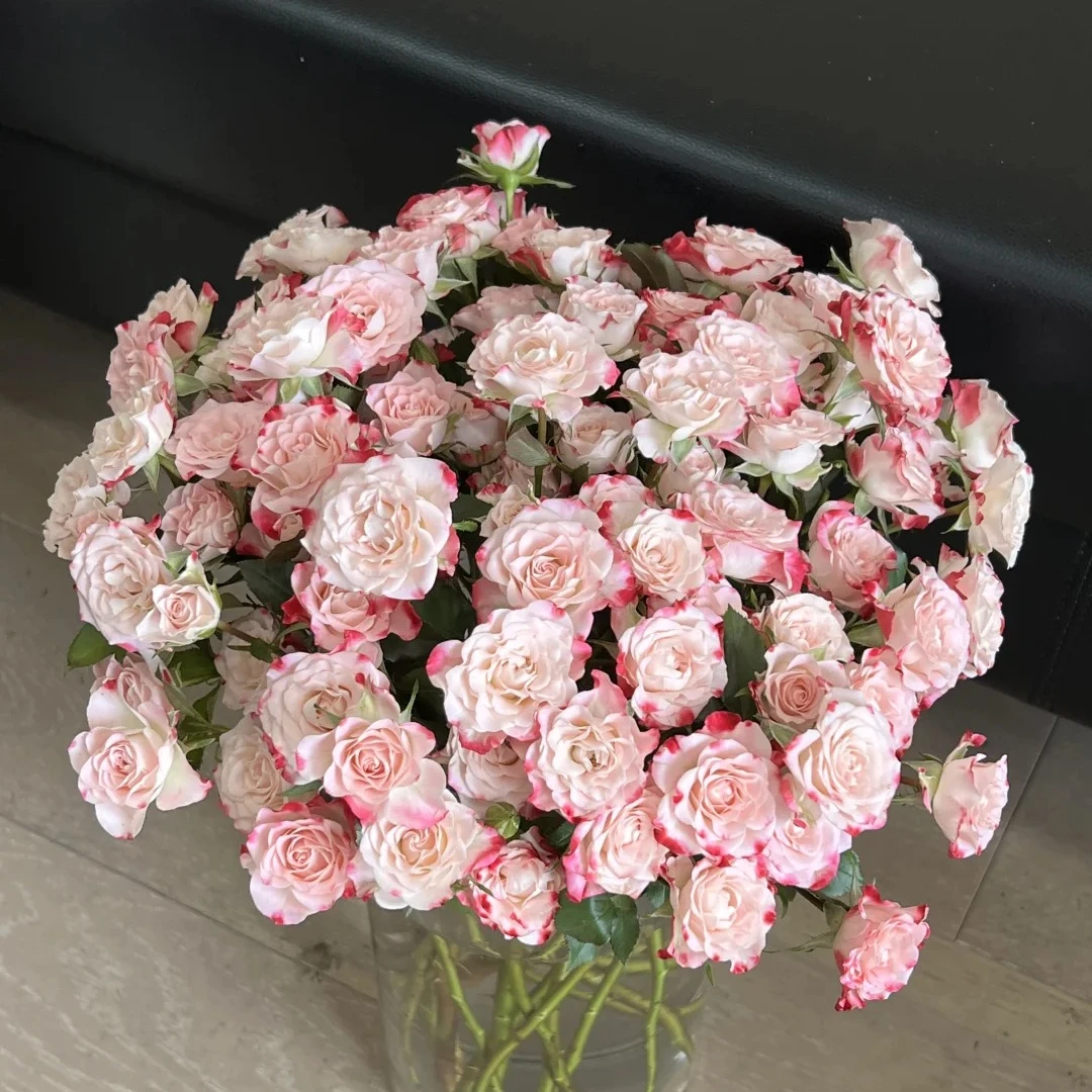 【草木与花】折射多头玫瑰-家养鲜花-云南基地直发-任意两单包邮