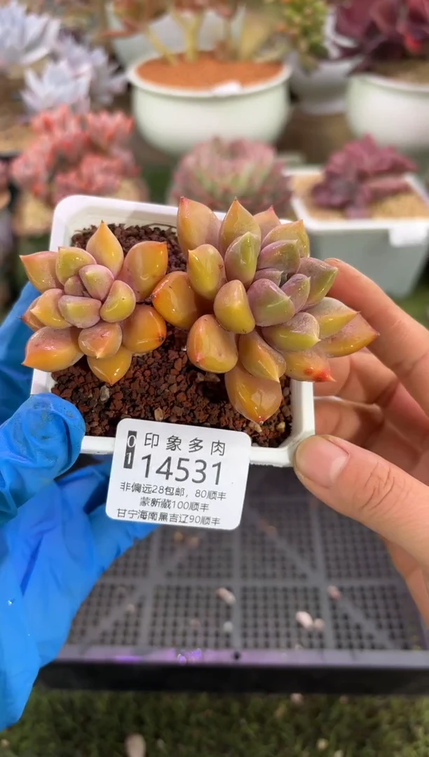 【闪购商品】14531