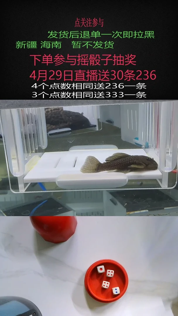 清道夫不包入缸损6