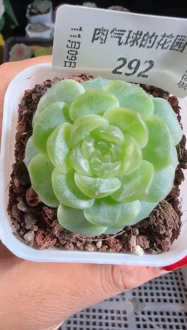 1109-292无尽灯麦秆群不包整