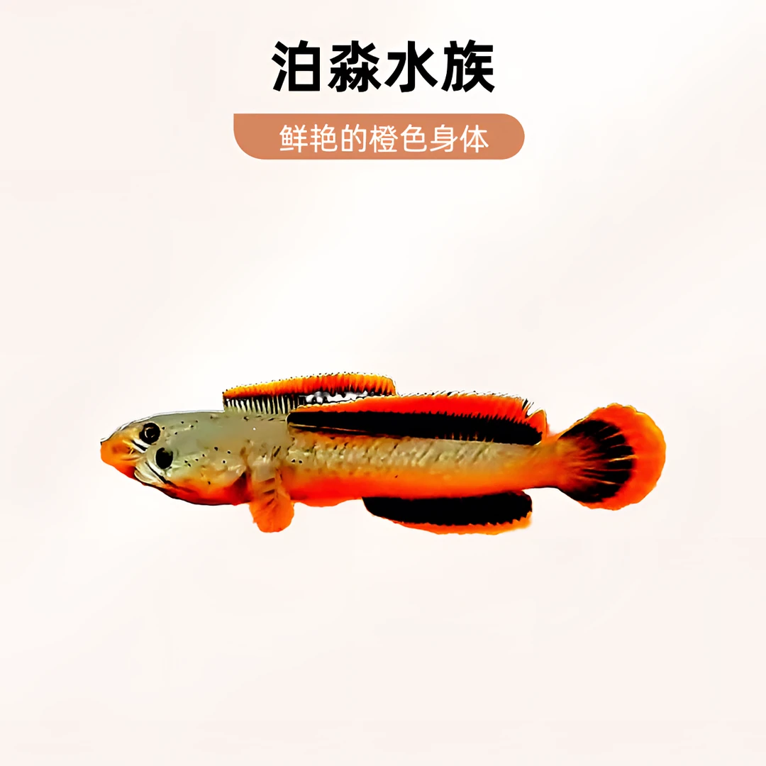 印尼林巴塔雷龙鱼被称之超级火背雷龙 下单请看售后规则