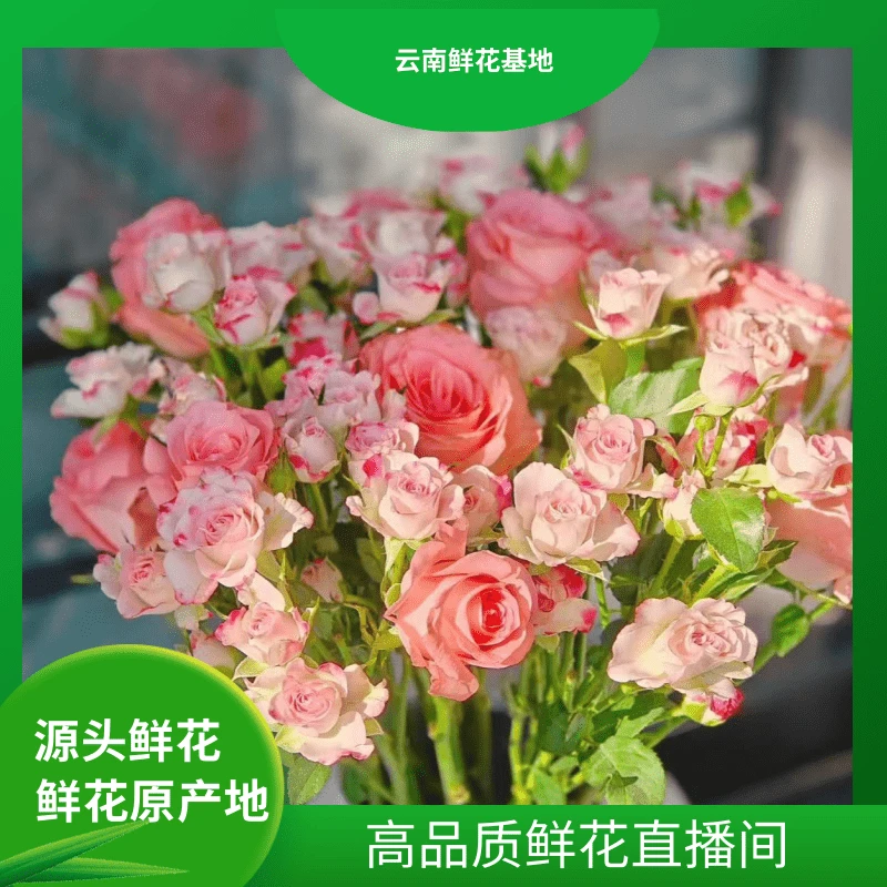 618好物节【戴安娜+折射】云南鲜花基地直发 适合居家养的长期花
