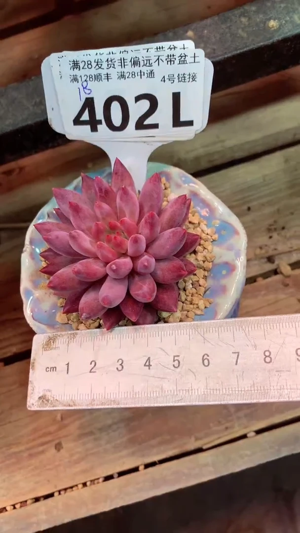 402L（一物一拍，精品多肉，所见即所得 ）