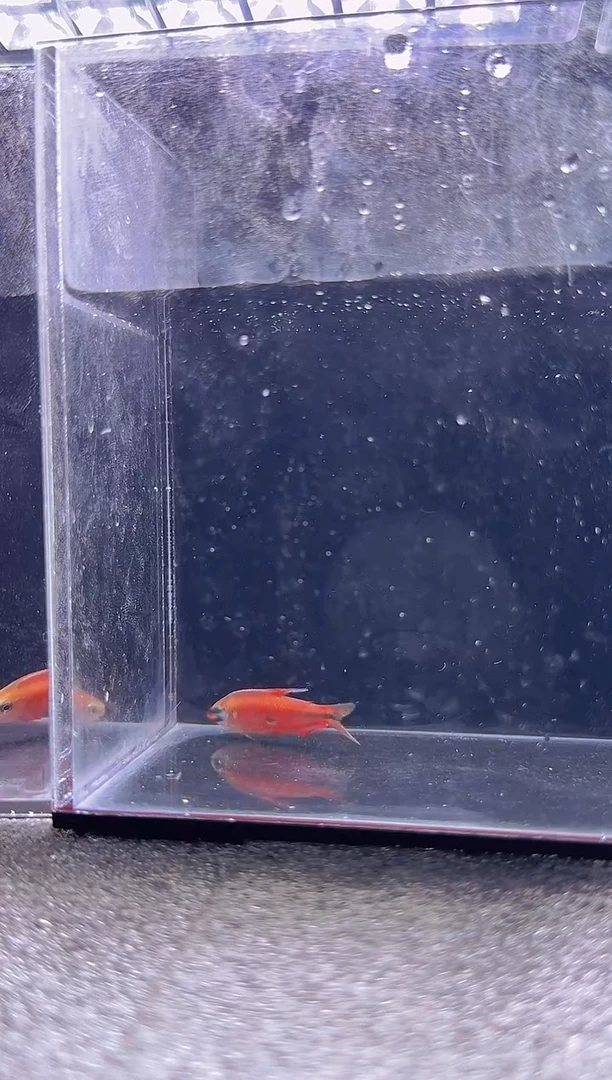 灯科鱼野**子超级红魔鬼